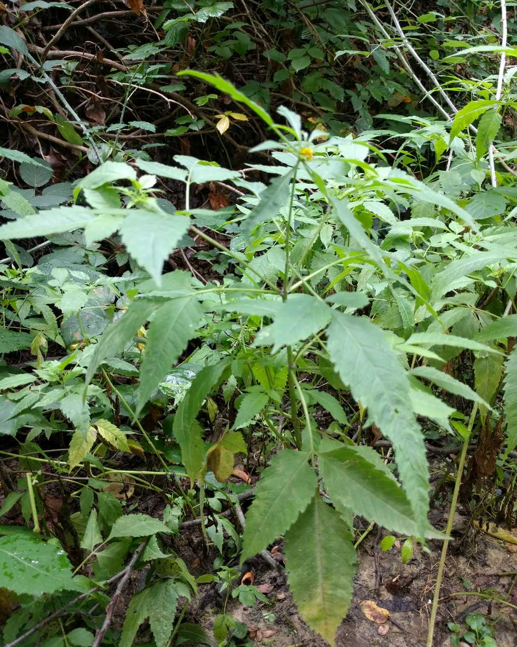 Bidens cfr. tripartita (Asteraceae)